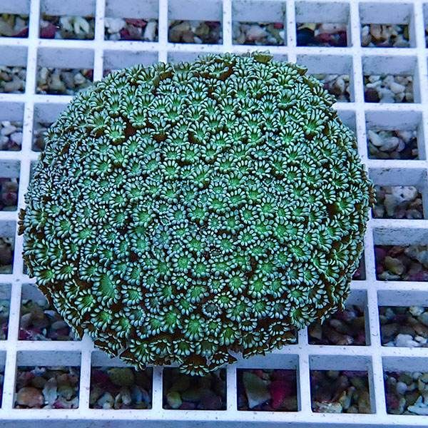 【サンゴ現物2】アワサンゴ! 15時までのご注文で当日発送 【サンゴ】(t221