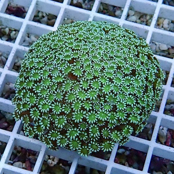 【サンゴ現物4】アワサンゴ! 15時までのご注文で当日発送 【サンゴ】(t221