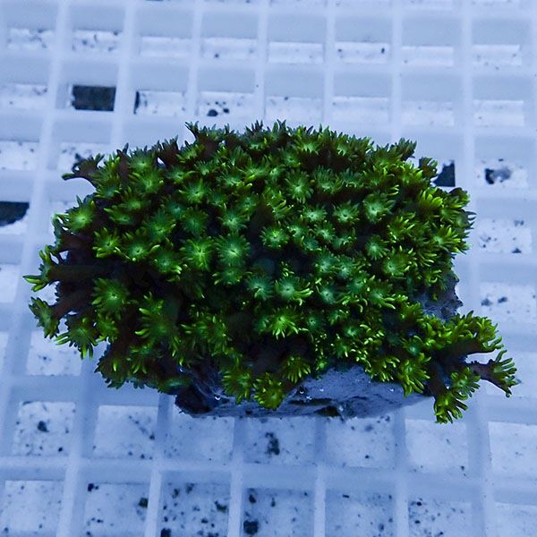 【サンゴ現物12】ハナガササンゴ!15時までのご注文で当日発送【サンゴ】...