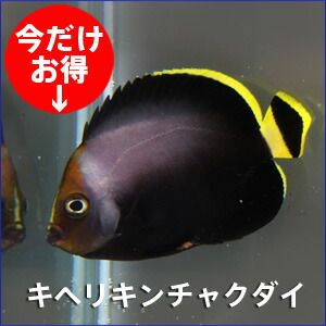 キヘリキンチャクダイ 7-9cm±! 海水魚 ヤッコ 15時までのご注文で当日...