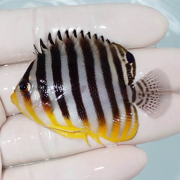 【現物3】シマヤッコ 6cm±! 海水魚 生体 15時までのご注文で当日発送(t1...