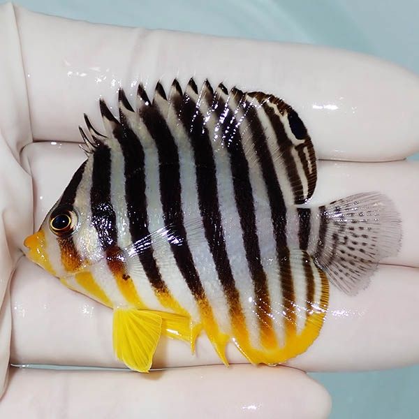 【現物4】シマヤッコ 6cm±! 海水魚 生体 15時までのご注文で当日発送(t1...