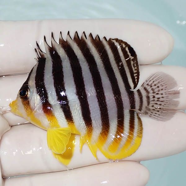 【現物5】尾びれ欠け シマヤッコ 6cm±! 海水魚 生体 15時までのご注文で...