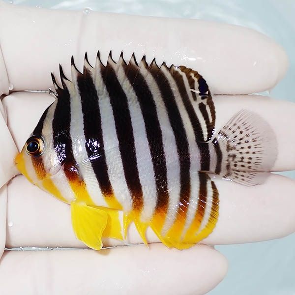 【現物1】シマヤッコ 6.2cm±! 海水魚 生体 15時までのご注文で当日発送(...