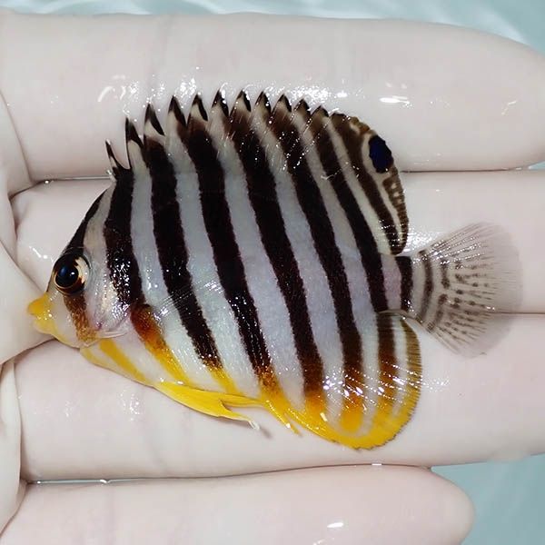 【現物2】シマヤッコ 6cm±! 海水魚 生体 15時までのご注文で当日発送(t1...