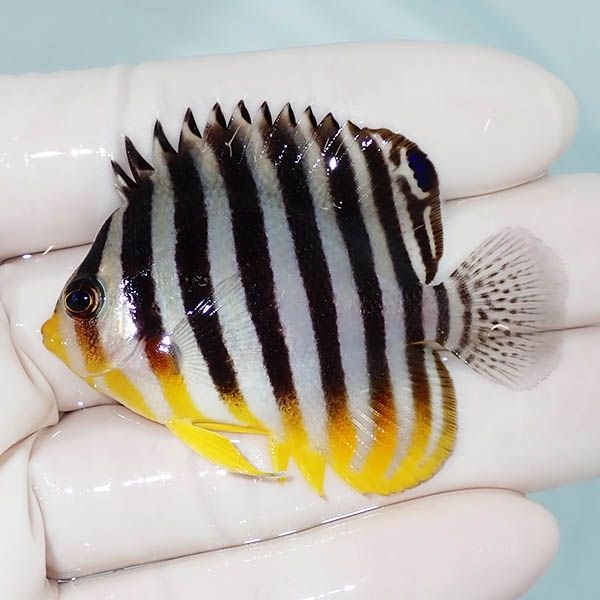 【現物6】シマヤッコ 6cm±! 海水魚 生体 15時までのご注文で当日発送(t1...