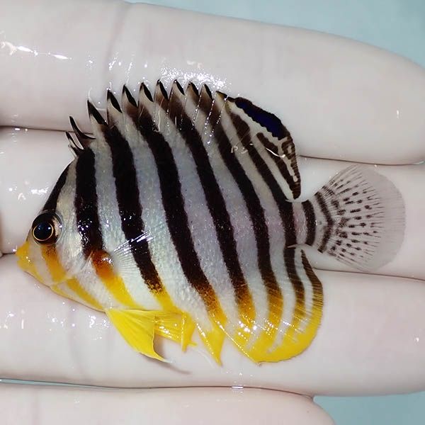 【現物7】シマヤッコ 5.5cm±! 海水魚 生体 15時までのご注文で当日発送(...