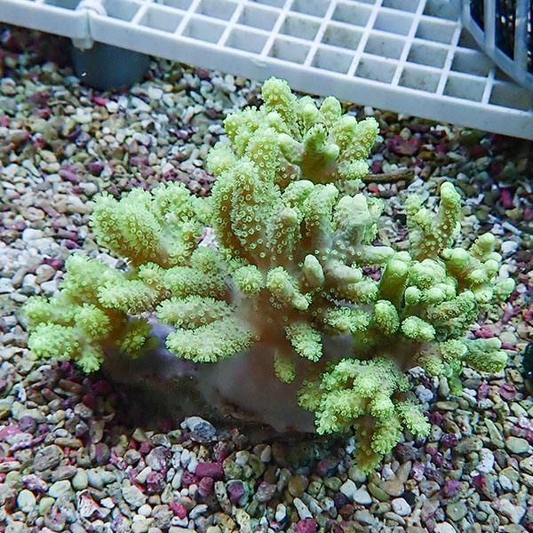 【サンゴ現物1】トサカ.sp 10-9cm 沖縄産!15時までのご注文で当日発送 ...