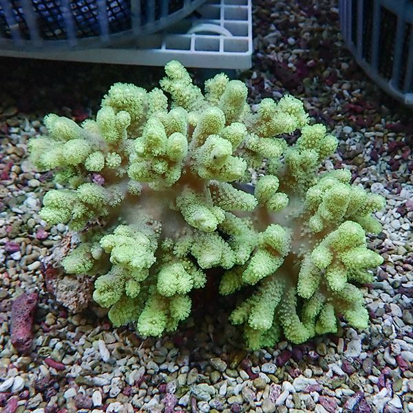 【サンゴ現物2】トサカ.sp 12-10cm 沖縄産!15時までのご注文で当日発送 ...