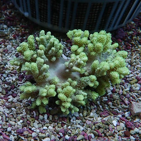【サンゴ現物3】トサカ.sp 11-8cm 沖縄産!15時までのご注文で当日発送 ...