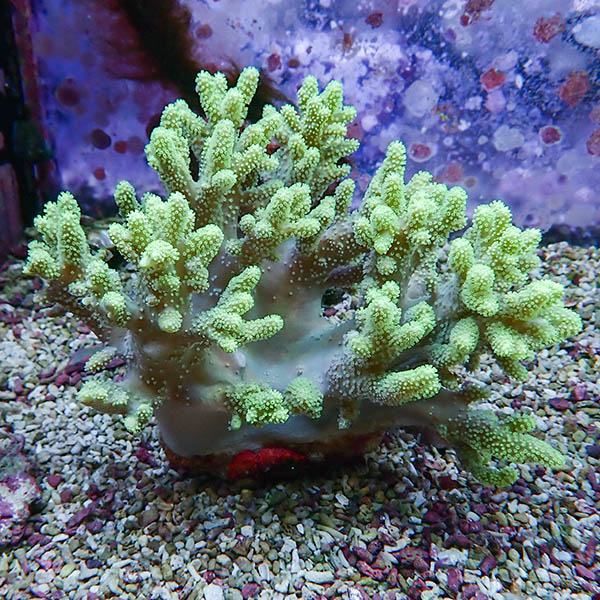 【サンゴ現物4】トサカ.sp 15-14cm 沖縄産!15時までのご注文で当日発送 ...