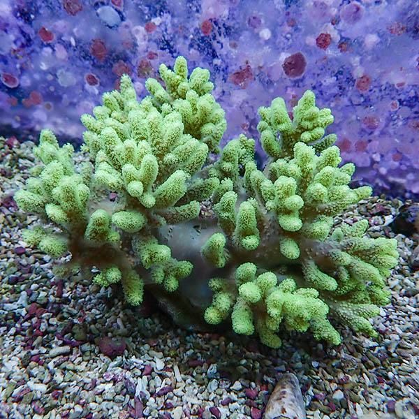 【サンゴ現物5】トサカ.sp 17-14cm沖縄産!15時までのご注文で当日発送 ...