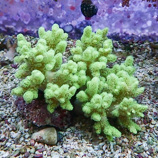 【サンゴ現物6】トサカ.sp 12-12cm沖縄産!15時までのご注文で当日発送 ...