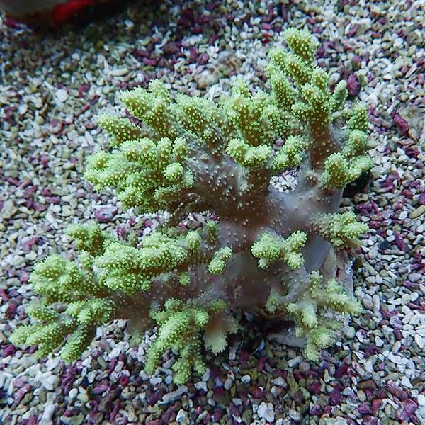 【サンゴ現物8】トサカ.sp 12-14cm沖縄産!15時までのご注文で当日発送 ...