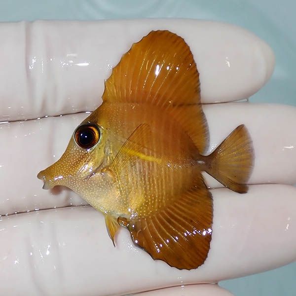 【現物】ゴマハギ イエロー 4cm±! 海水魚 ハギ !15時までのご注文で当日...