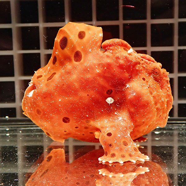 【現物1】イロカエルアンコウ 9.5cm! 海水魚 アンコウ 15時までのご注文...