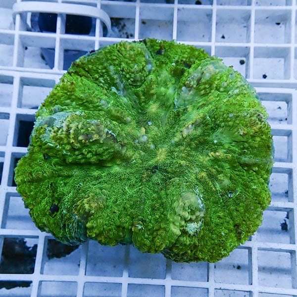 【サンゴ現物7】★ハナガタサンゴ !15時までのご注文で当日発送(t134