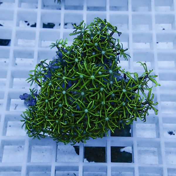 【サンゴ現物4】スターポリプ!15時までのご注文で当日発送 【サンゴ】(t221