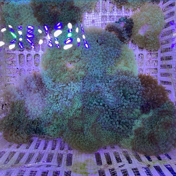 【サンプル】タマイタダキイソギンチャク グリーン 4-6cm 色指定不可!15...