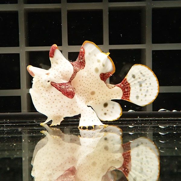 【現物2】クマドリカエルアンコウ 4.3cm! 海水魚 アンコウ 15時までのご...