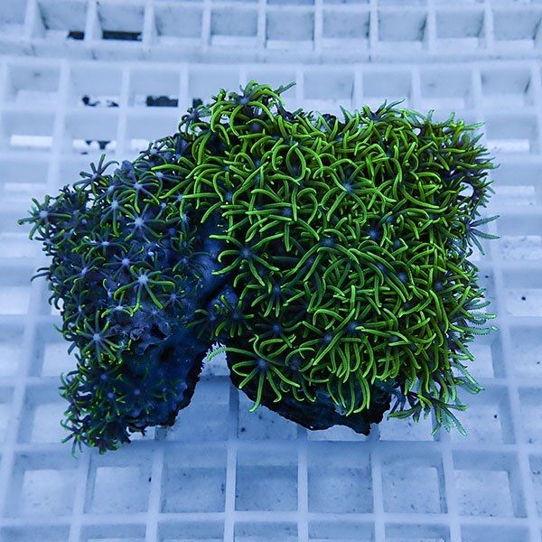 【サンゴ現物10】スターポリプ!15時までのご注文で当日発送 【サンゴ】(...
