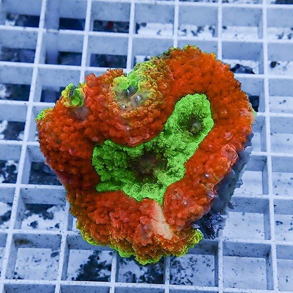 【サンゴ現物10】★ハナガタサンゴ !15時までのご注文で当日発送(t134