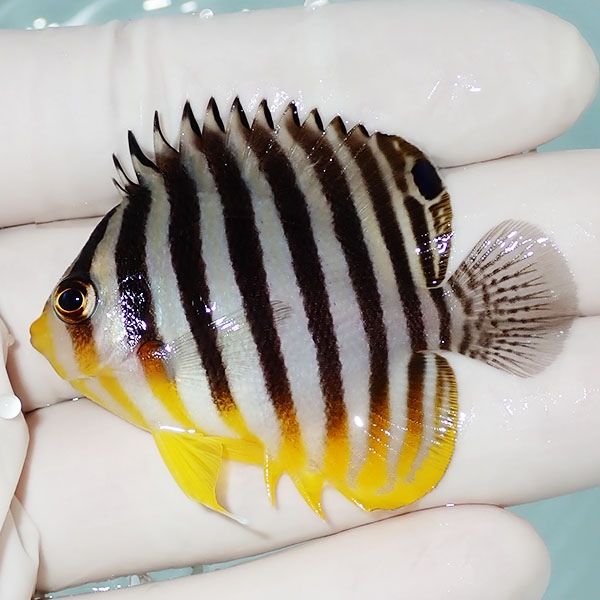 【現物10】シマヤッコ 5.5cm±! 海水魚 生体 15時までのご注文で当日発送...