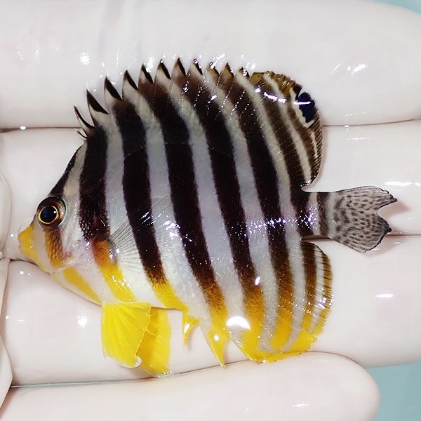 【現物12】シマヤッコ 5.5cm±! 海水魚 生体 15時までのご注文で当日発送...