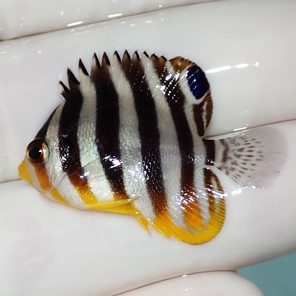 【現物13】シマヤッコ 3.5cm±! 海水魚 生体 15時までのご注文で当日発送...