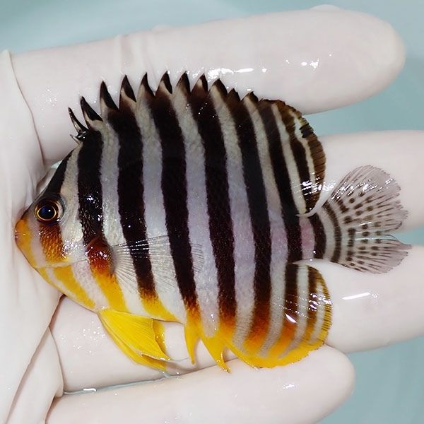 【現物11】シマヤッコ 7cm±! 海水魚 生体 15時までのご注文で当日発送(t...