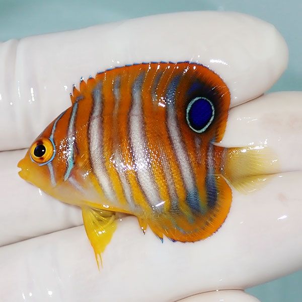 【現物1】ニシキヤッコ 4.5cm±!海水魚 ヤッコ15時までのご注文で当日発...