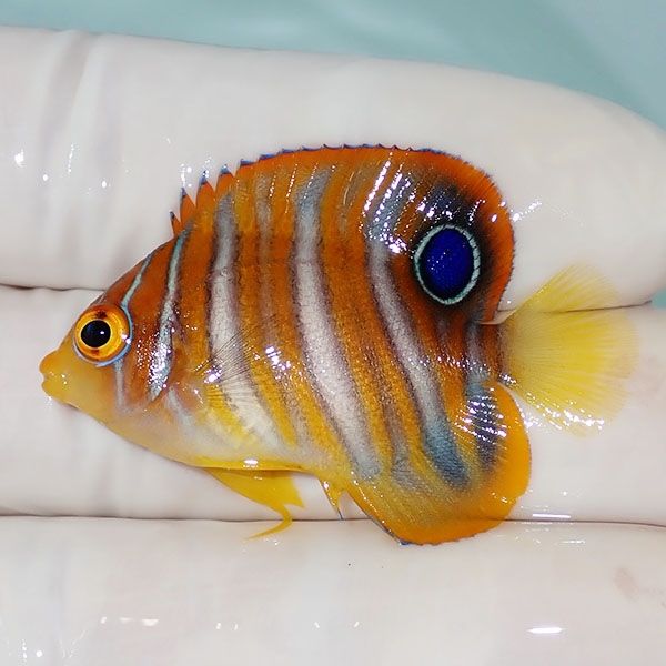 【現物2】ニシキヤッコ 4.3cm±!海水魚 ヤッコ15時までのご注文で当日発...