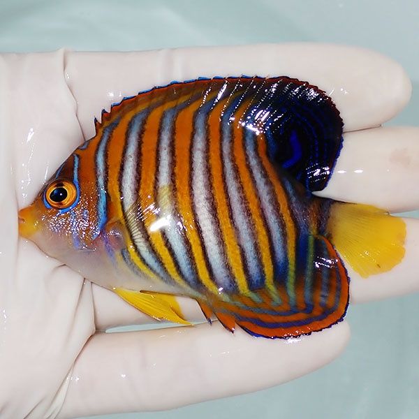 【現物3】ニシキヤッコ 8cm±!海水魚 ヤッコ15時までのご注文で当日発送(...