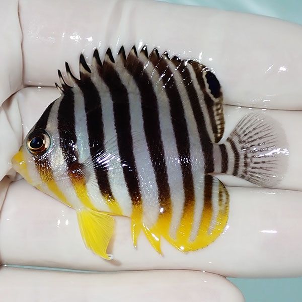 【現物14】シマヤッコ 5.5cm±! 海水魚 生体 15時までのご注文で当日発送...