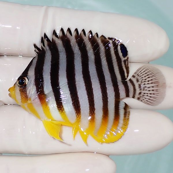 【現物21】シマヤッコ 6cm±! 海水魚 生体 15時までのご注文で当日発送(t...