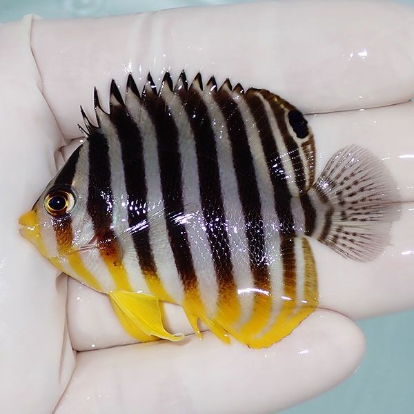 【現物15】シマヤッコ 6cm±! 海水魚 生体 15時までのご注文で当日発送(t...