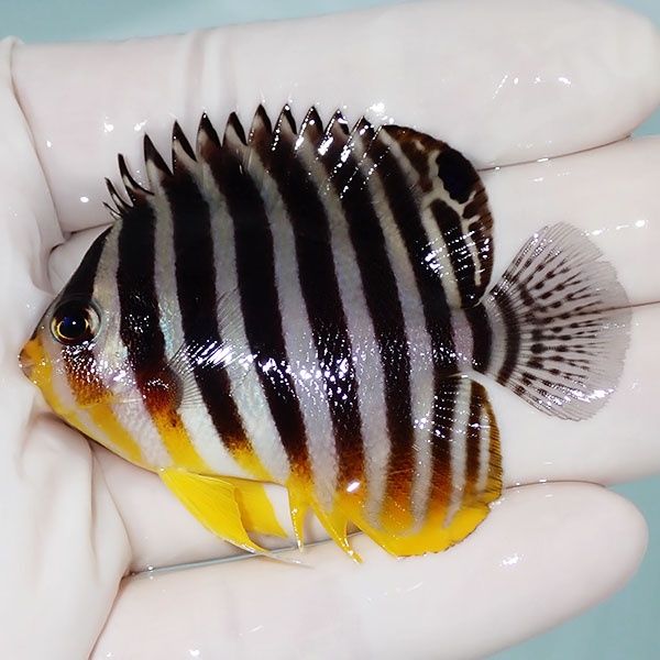 【現物17】シマヤッコ 6cm±! 海水魚 生体 15時までのご注文で当日発送(t...