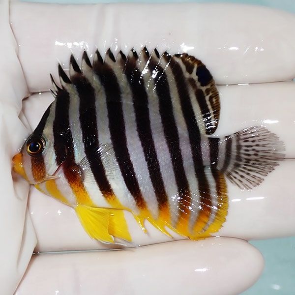 【現物18】シマヤッコ 6cm±! 海水魚 生体 15時までのご注文で当日発送(t...