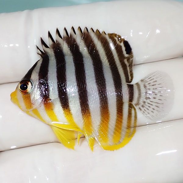 【現物19】シマヤッコ 4.5cm±! 海水魚 生体 15時までのご注文で当日発送...