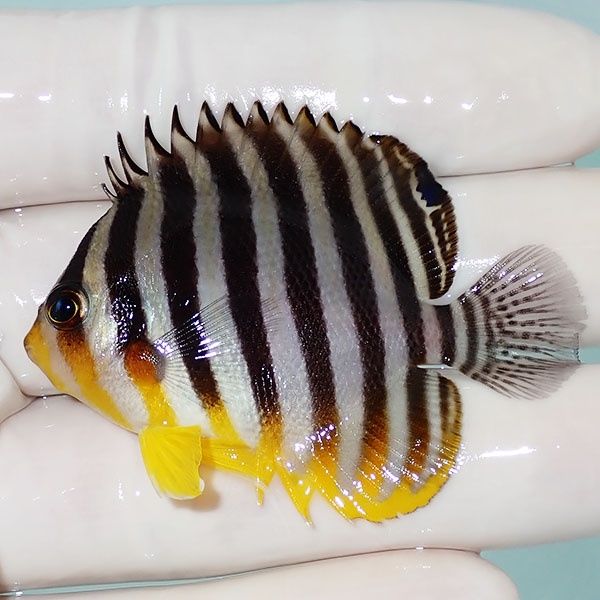 【現物20】シマヤッコ 5.5cm±! 海水魚 生体 15時までのご注文で当日発送...