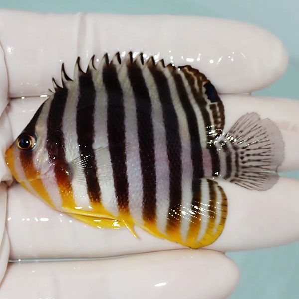 【現物22】シマヤッコ 6.5cm±! 海水魚 生体 15時までのご注文で当日発送...