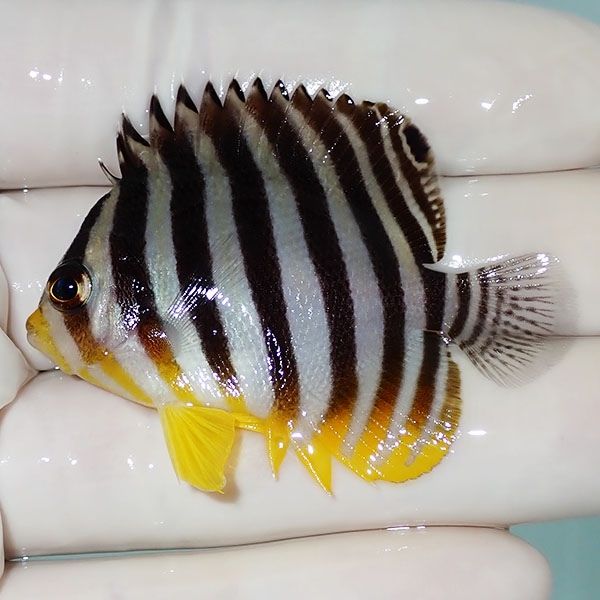 【現物23】シマヤッコ 5.5cm±! 海水魚 生体 15時までのご注文で当日発送...