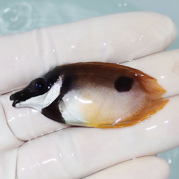 【現物】粒エサOK ヒフキアイゴ ハートテール 5.5cm±!海水魚 ハギ !15時...
