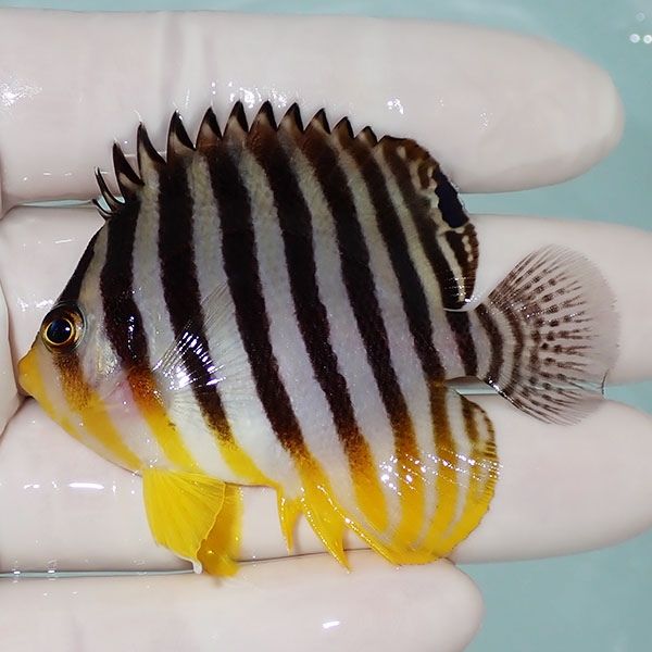 【現物16】シマヤッコ 6.5cm±! 海水魚 生体 15時までのご注文で当日発送...