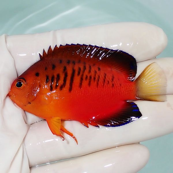 【現物3】ダイダイヤッコ 6.5cm±!海水魚 ヤッコ 15時までのご注文で当日...