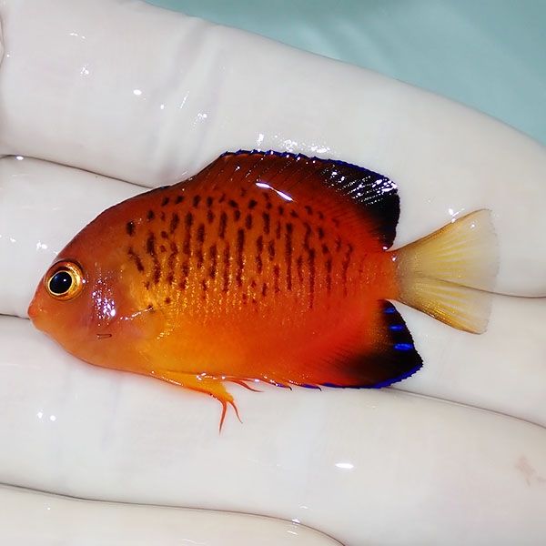 【現物2】ダイダイヤッコ 5cm±!海水魚 ヤッコ 15時までのご注文で当日発...