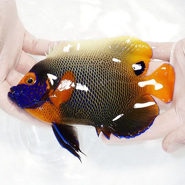 【現物1】 粒エサOK アデヤッコ 成魚 17cm±! 海水魚 ヤッコ(t111(t207