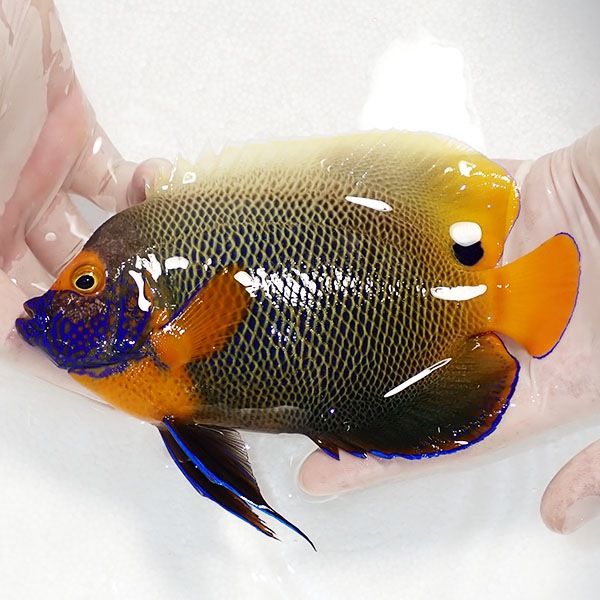 【現物2】 粒エサOK スレ有り アデヤッコ 成魚 18cm±! 海水魚 ヤッコ(t1...