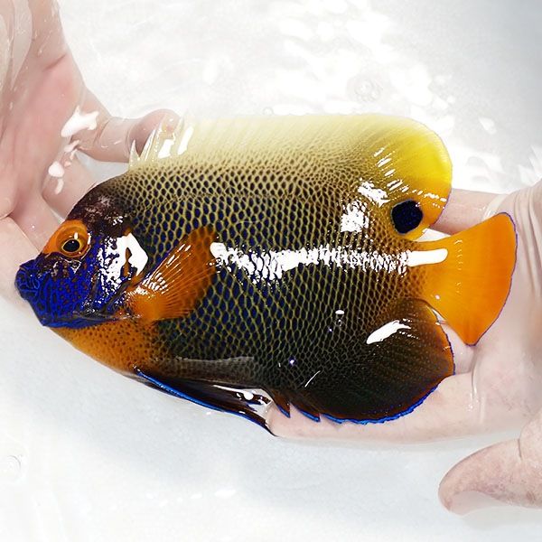 【現物3】粒エサOK スレ有りアデヤッコ 成魚 18.5cm±! 海水魚 ヤッコ(t1...