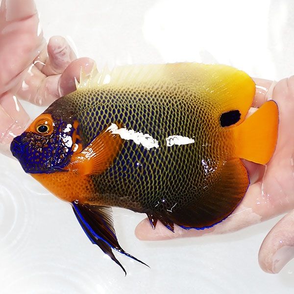 【現物7】スレ有りアデヤッコ 成魚 16.5cm±! 海水魚 ヤッコ(t111(t207